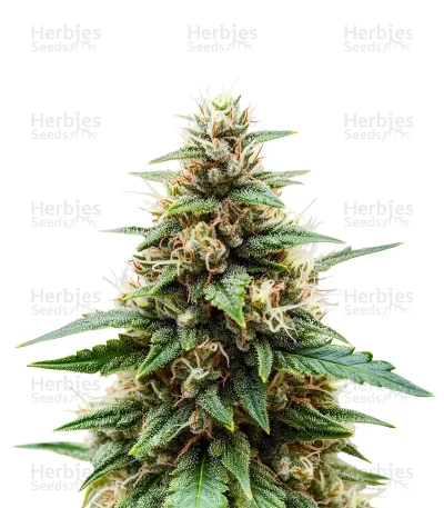 Crop Doctor CBD