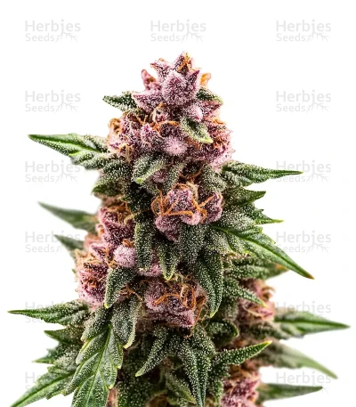Purple Stilton Auto