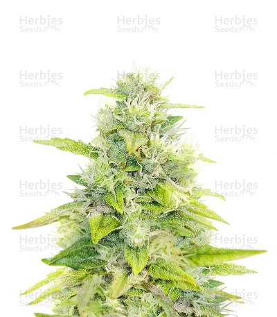 Skywalker Auto — Mephisto Genetics