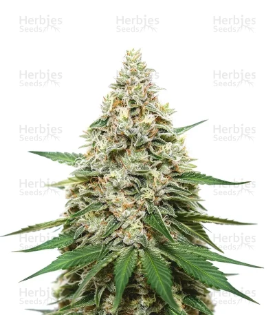 Super Lemon Haze — Green House Seeds
