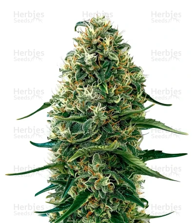 Super Silver Haze CBD — Green House Seeds
