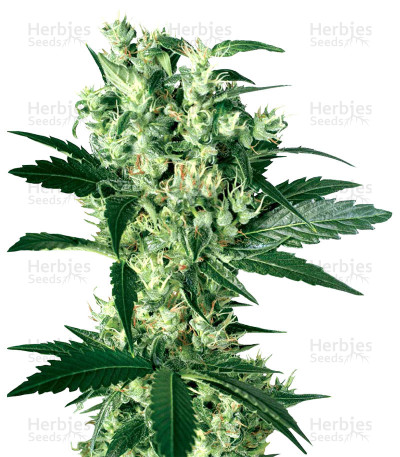 X Haze — White Label Seed Company