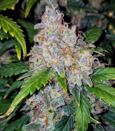 Zkittlez auto авто