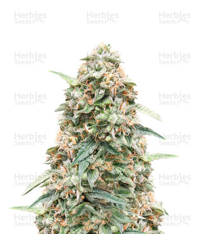 Cinderella 99 Fast Version — Herbies Seeds