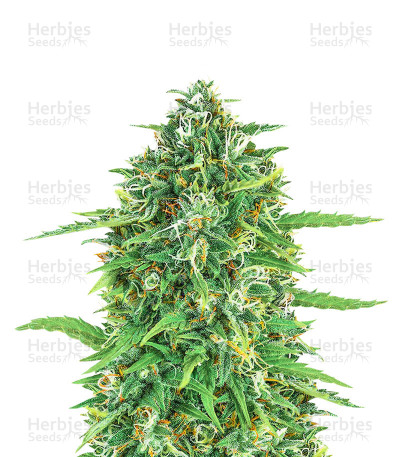 Rucu Cucu OG Autoflower — Seedstockers