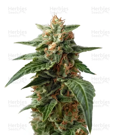 Amnesia Haze XL