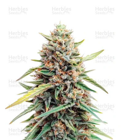 Auto Gelato — Female Seeds