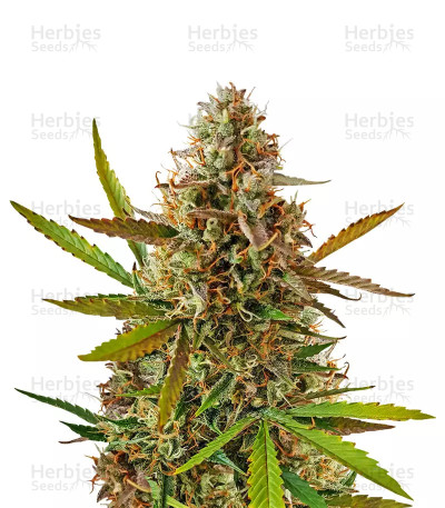 Blueberry Glue Auto — Expert Seeds