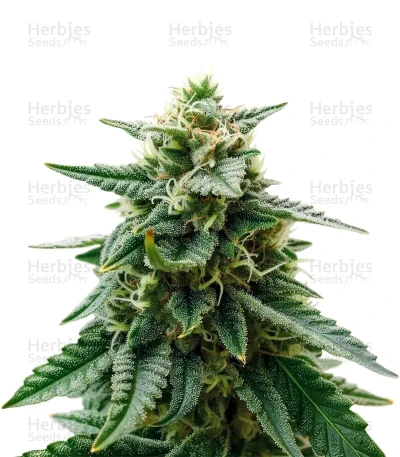 Sky Walker — Green House Seeds