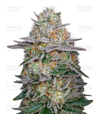 Super Banana Mango — Green House Seeds