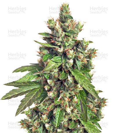 Buddha Medikit CBD