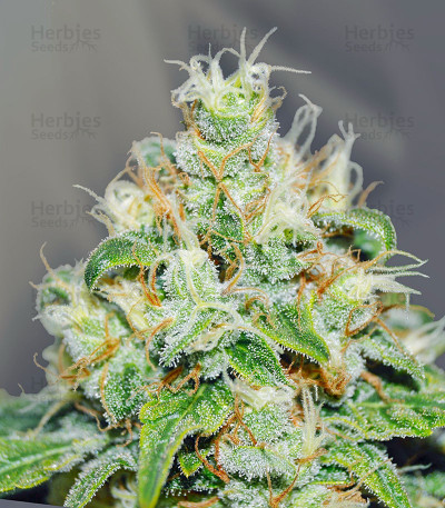 Jägg Kush — Delicious Seeds