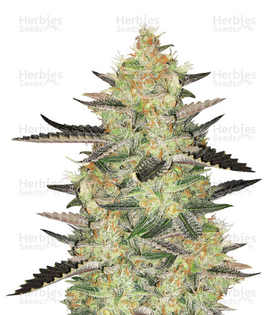 Melon Gum Auto — Dr Underground