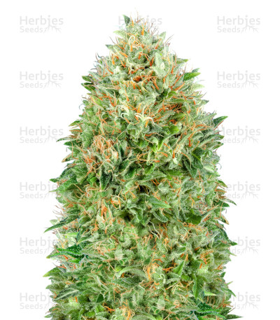 Pineapple Glue