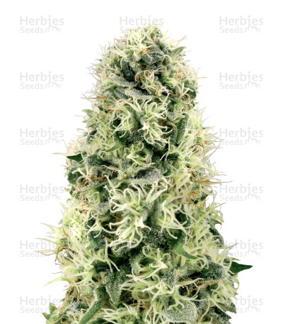 Pure Power Plant — White Label Seed Company