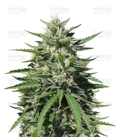 Royal Cookies Automatic — Royal Queen Seeds