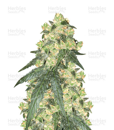 White Label Rhino Regular — White Label Seed Company