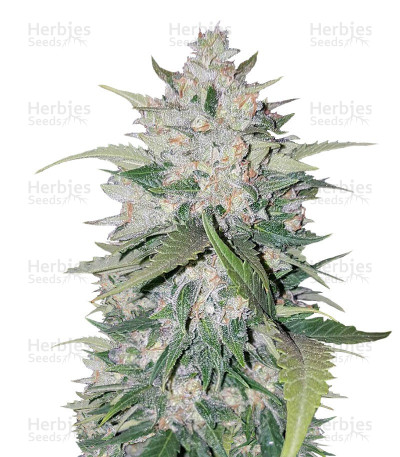 AK Full Auto — Sumo Seeds
