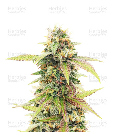 Skywalker Ghost x Triangle Kush — Herbies Seeds