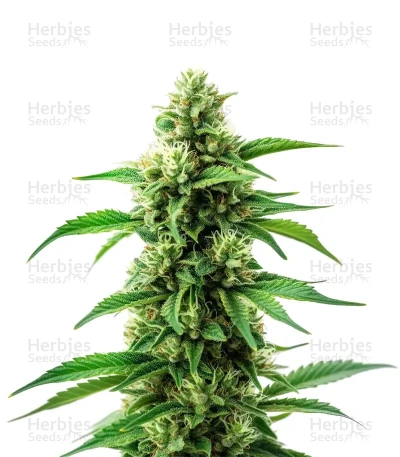Banana Original Z — World Wide Cultivars