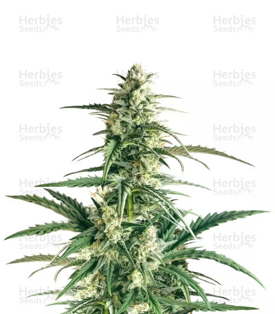 Buddha Haze Auto