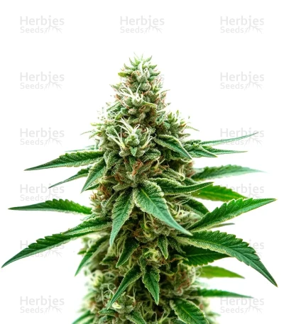 Extraction Honey Banana — World Wide Cultivars