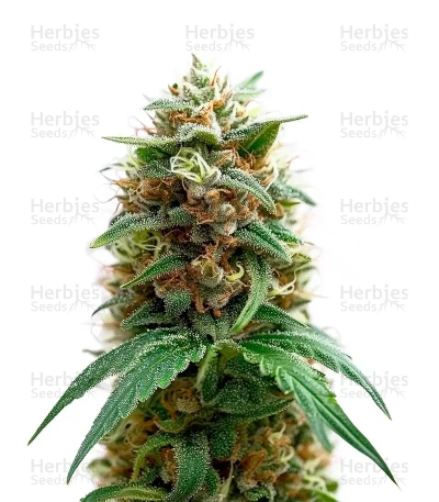Purple OG Punch — Super Sativa Seed Club