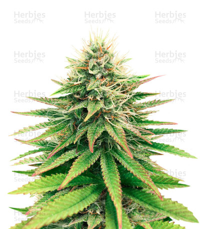 Tatanka Pure CBD — Royal Queen Seeds