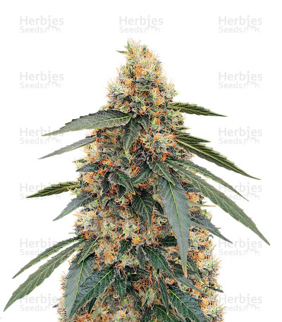 White Widow Fast Version — Herbies Seeds