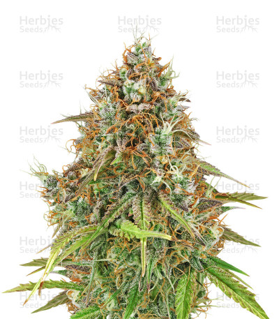 Amnesia Haze Automatic — Royal Queen Seeds