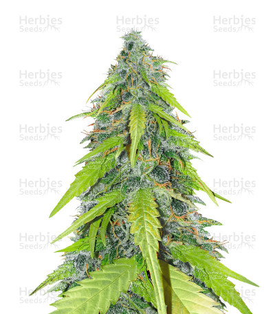 Chemdog Auto