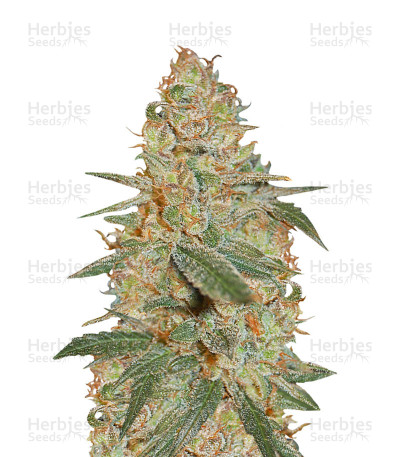 Black Diesel — Advanced Seeds