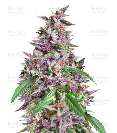 Orient Express x Nepal Jam — Ace Seeds