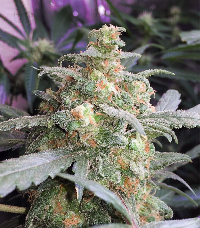 skinny mint reviews
