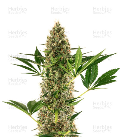 Sensi #219 Auto