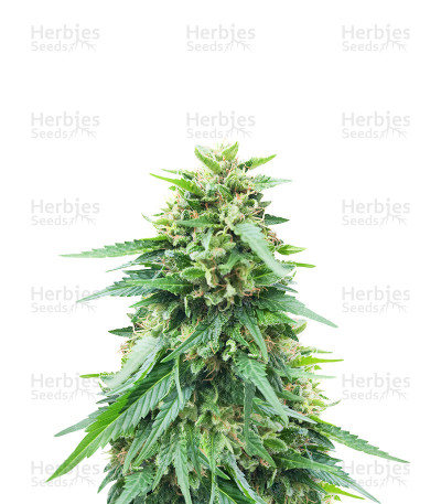 Somango XXL — Nirvana Seeds