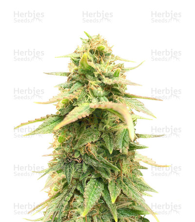 Sour Diesel seeds — Barney's Farm