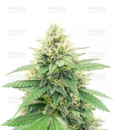 Banana Diesel — Holy Smoke Seeds