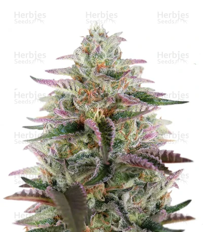 Banana Krumble — Green House Seeds