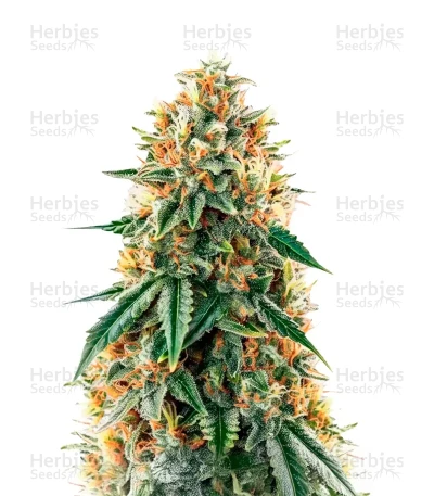 CBD Mazar — Dutch Passion