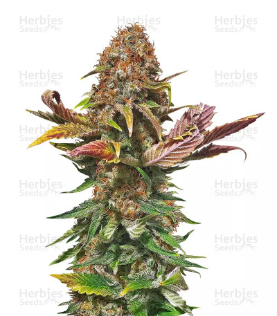 Florida Gaspack — Humboldt Seeds Organization