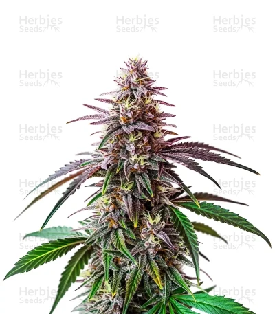 Fruity Pebbles