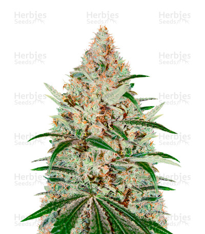 Chemdog — Green House Seeds
