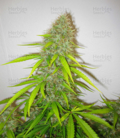 Critical Jack Herer — Delicious Seeds