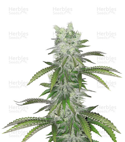 Old school — Ripper Seeds