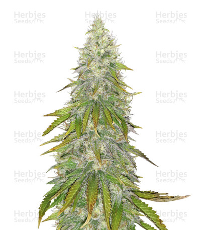 Santa Marta Haze