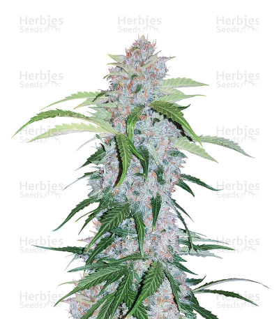 Six Shooter Auto — Fast Buds