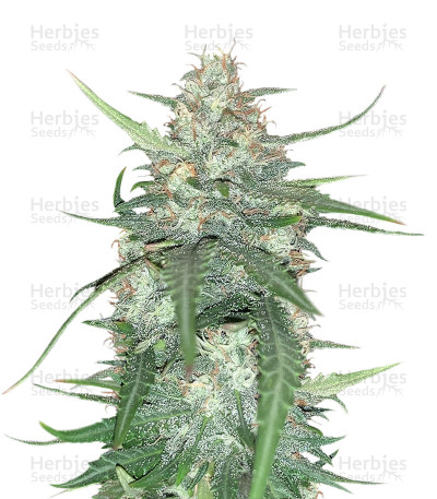 Super Auto Lemon Haze — Original Sensible Seeds