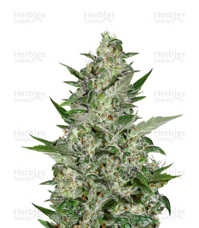 Super Critical Auto — Green House Seeds