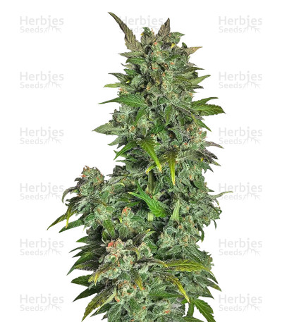 Tyrone Special Auto